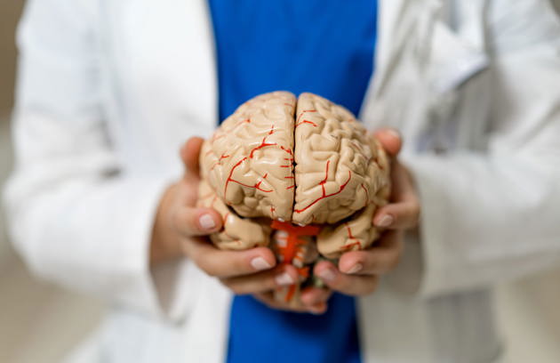 A specialist presenting a detailed brain model during a consultation at a neurology clinic in Sharjah.