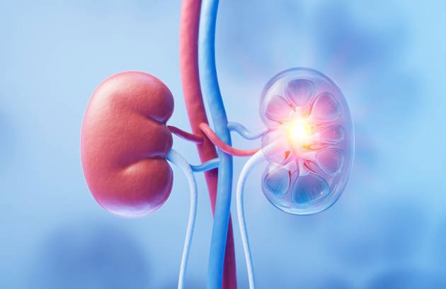 A detailed illustration of the kidneys representing diagnosis and care at a Urology Clinic in Sharjah.