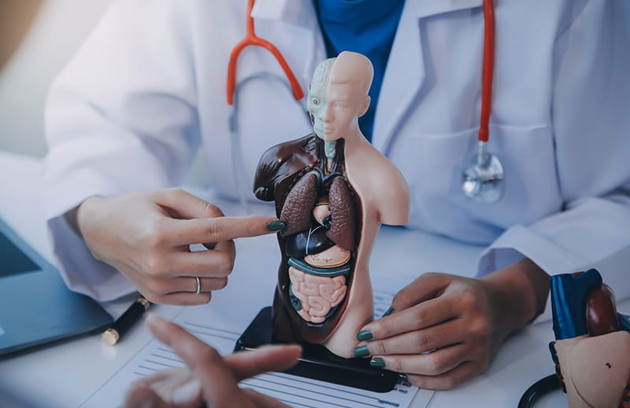 A doctor explaining human organ anatomy using a medical model during a consultation at an Internal Medicine Clinic in Sharjah.
