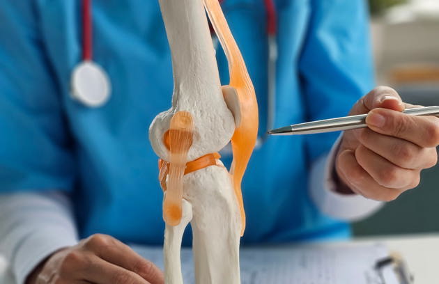 A doctor explaining knee joint anatomy using a medical model at an Orthopedic Hospital in Sharjah.