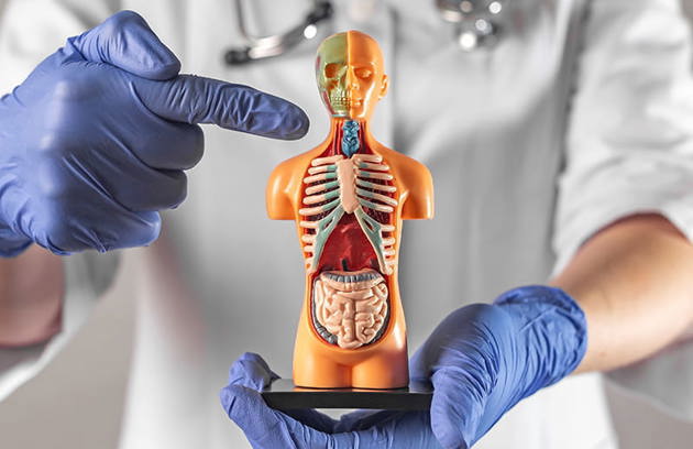An Internal Medicine Specialist in Sharjah explaining organ function using an anatomical model during a patient consultation.