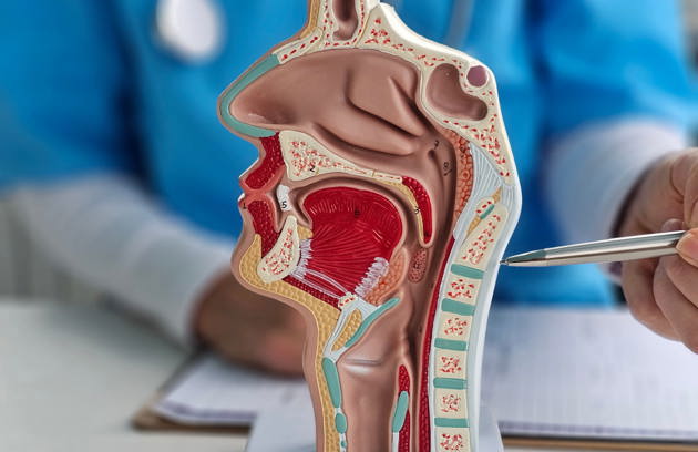A doctor explaining the anatomy of the ear, nose, and throat using a medical model at an ENT Hospital in Sharjah.